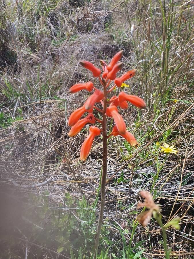 Aloe 6