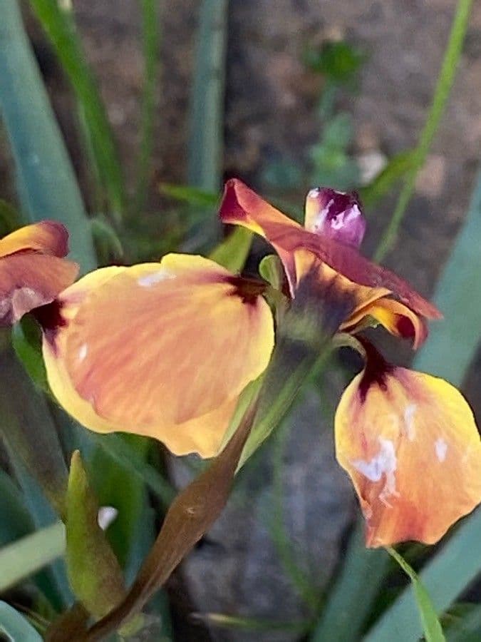Diuris orientis 3