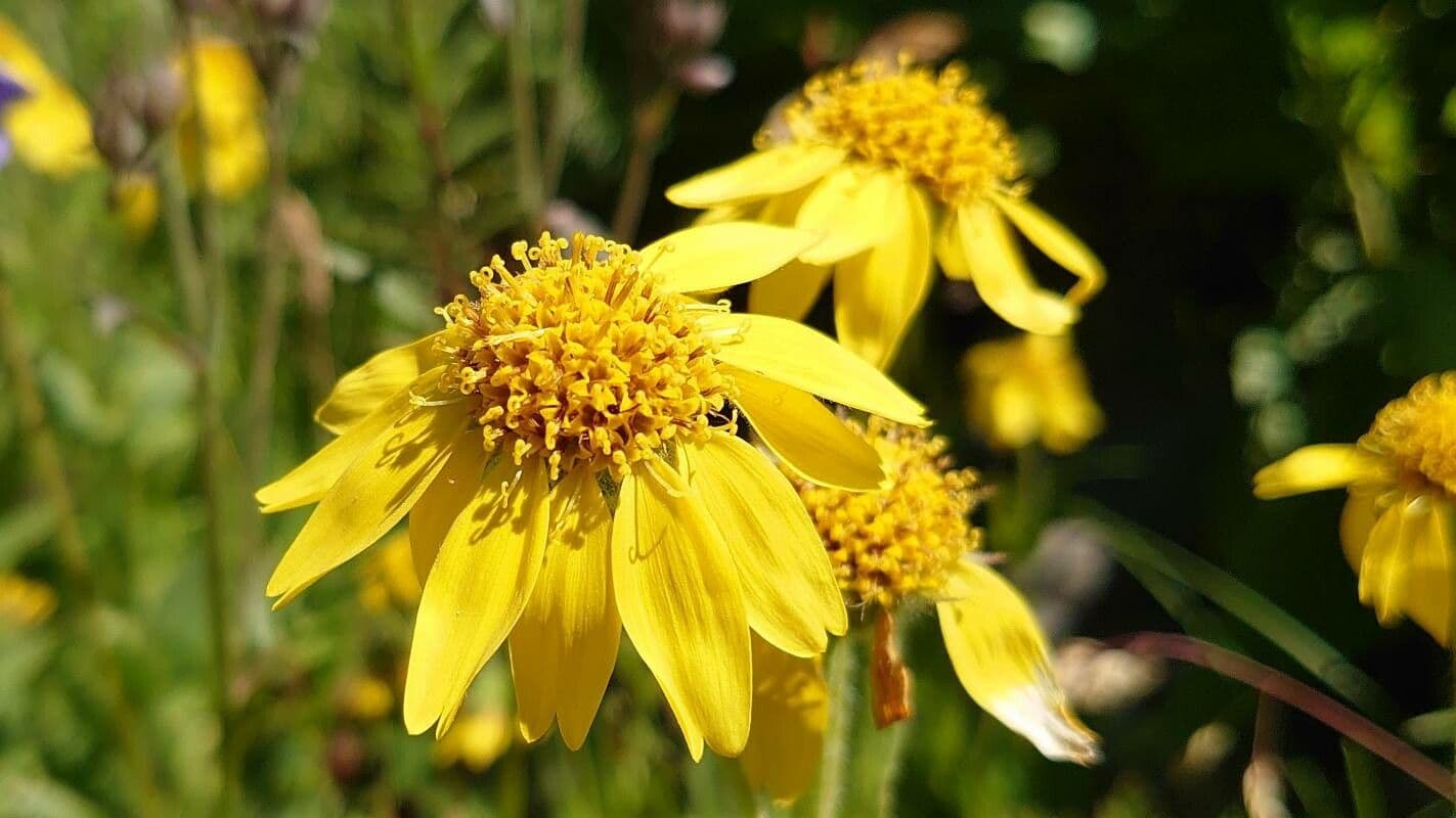 Arnica