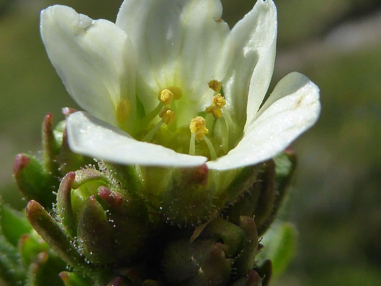 Saxifraga 7