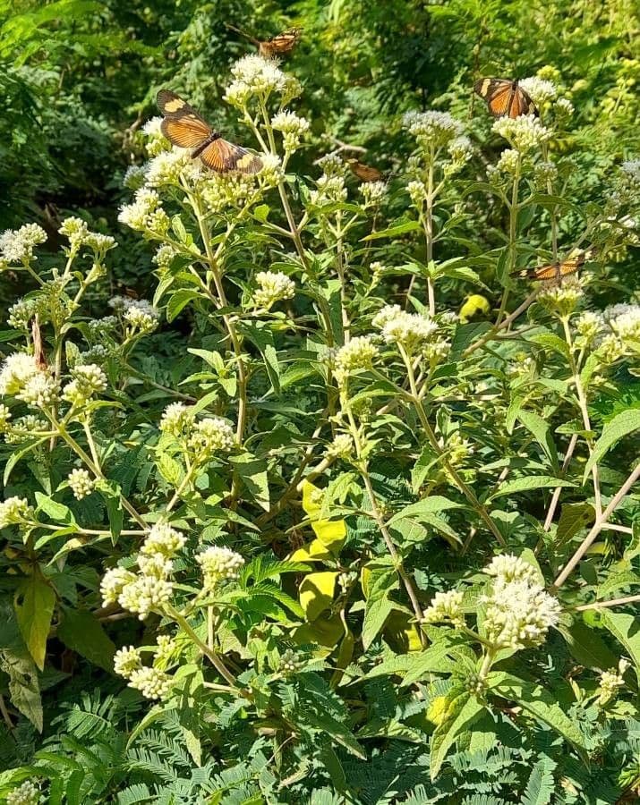 Austroeupatorium 15