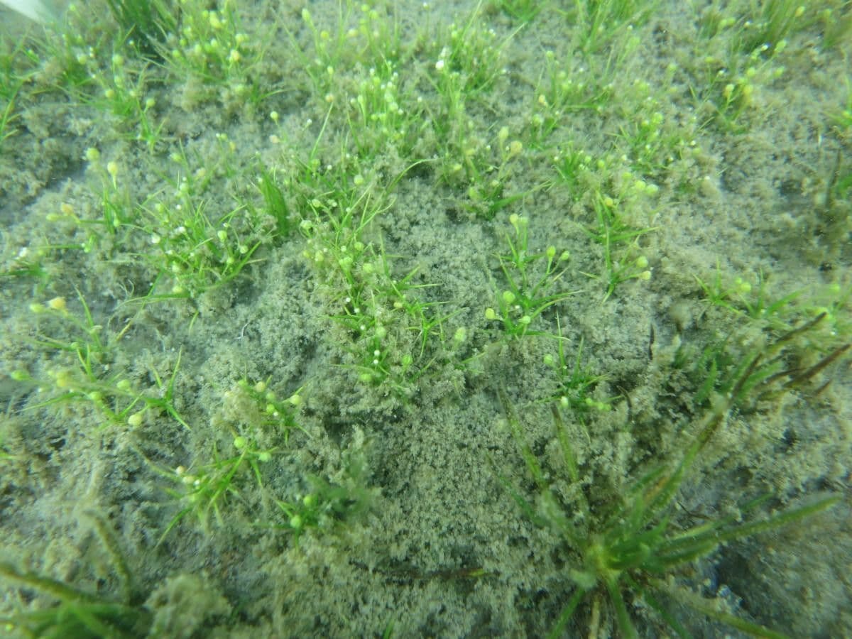 Subularia aquatica 3