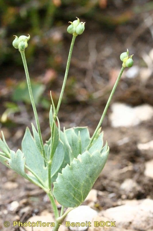 Ranuncolo ibrido 5