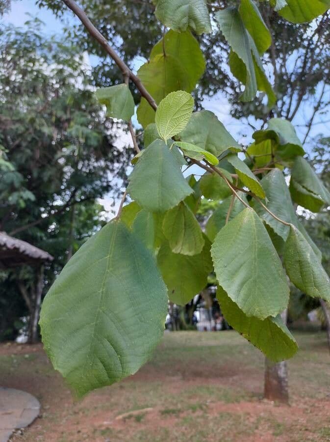 Alchornea sidifolia