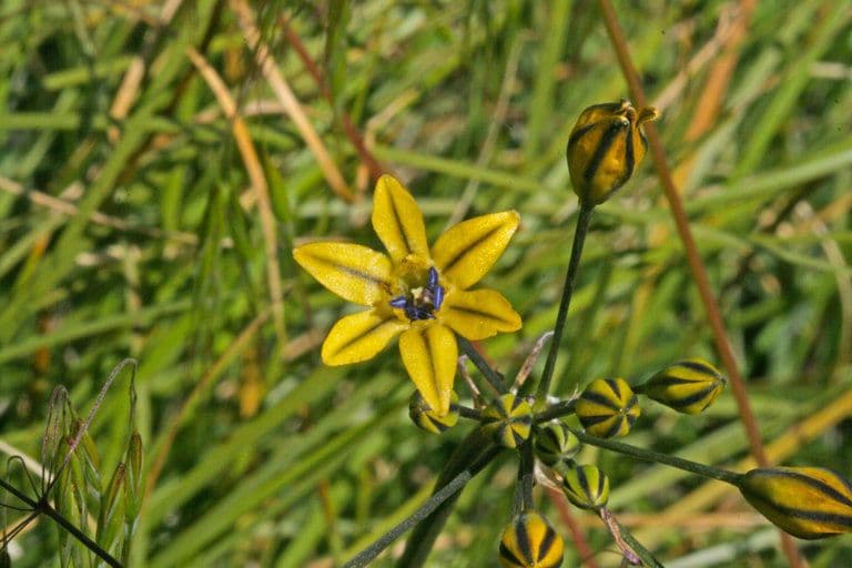 Dudleys Triteleia