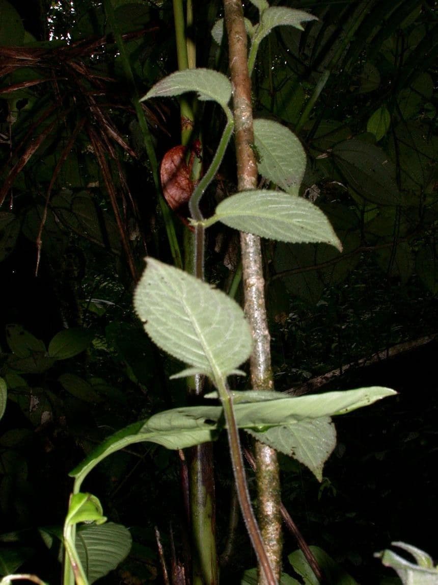 Drymonia pelosa 16