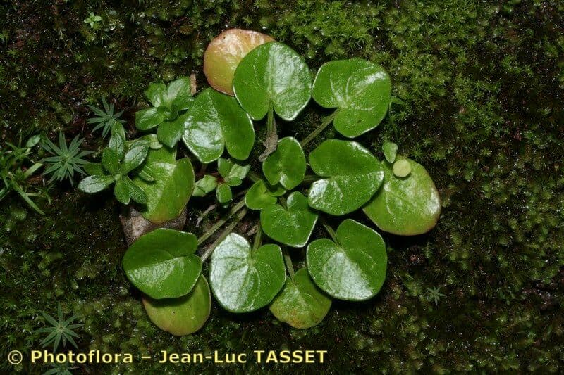 Cochlearia pyrenaica 6