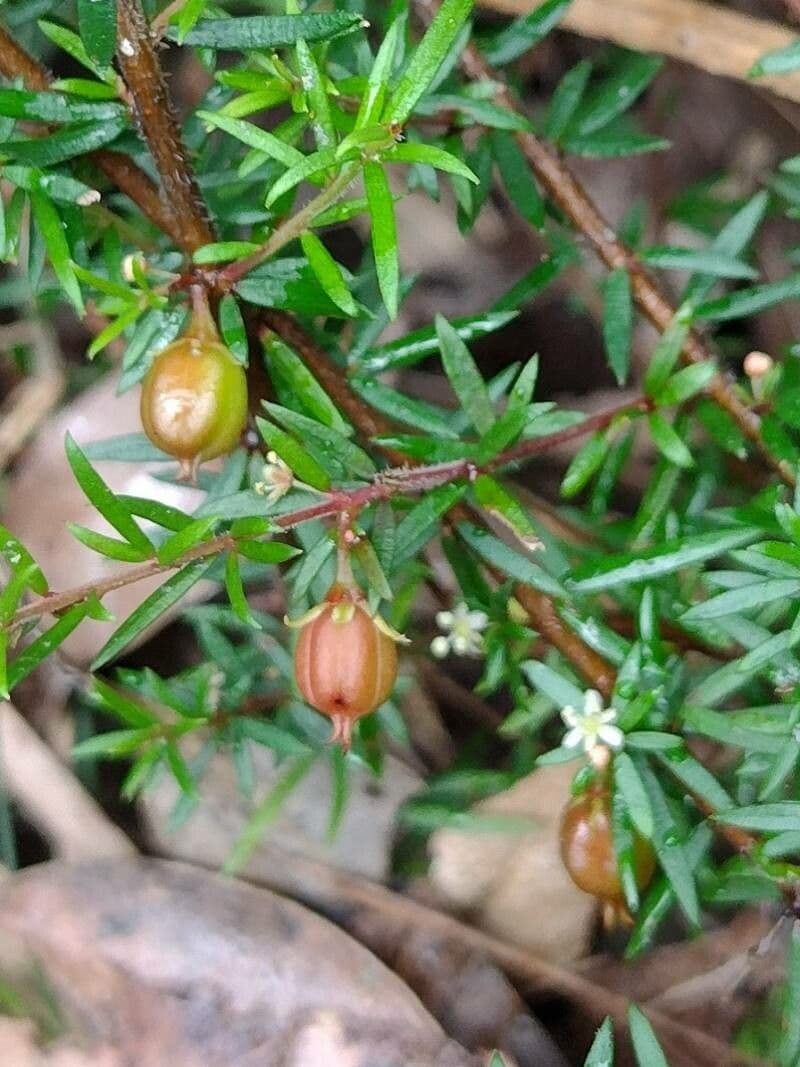 Micrantheum