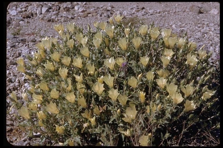 Mentzelia involucrata 7