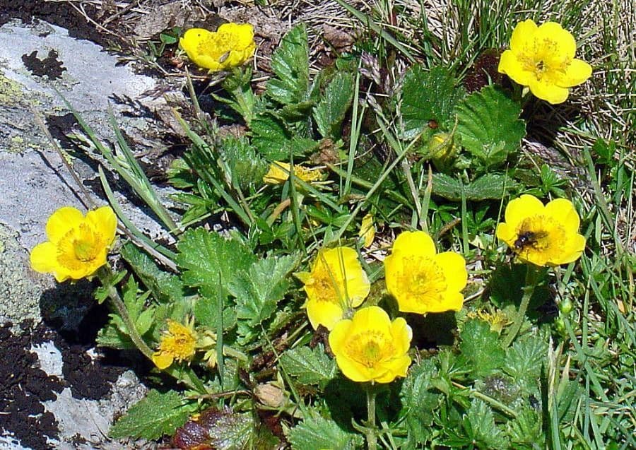 Berg-Nelkenwurz 9