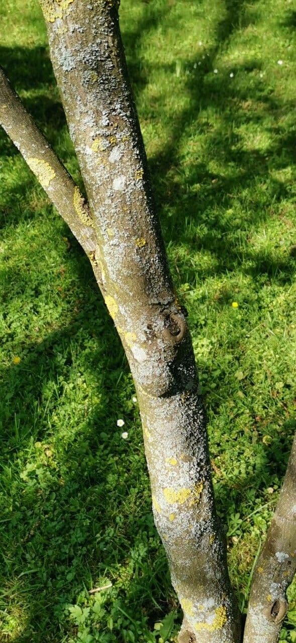Alangium platanolisté 12