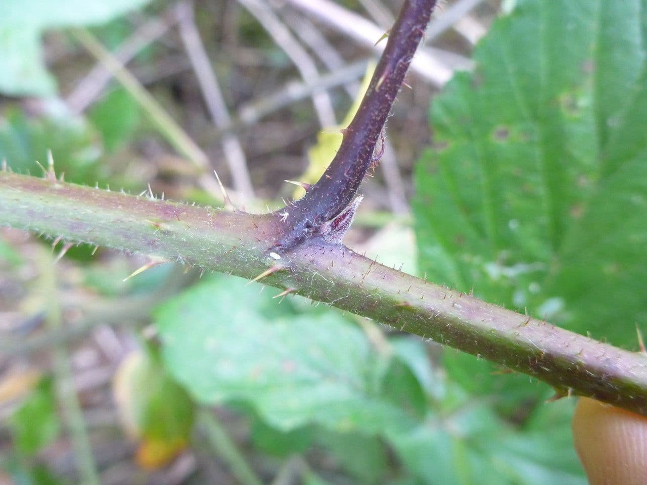 Rubus rudis 15