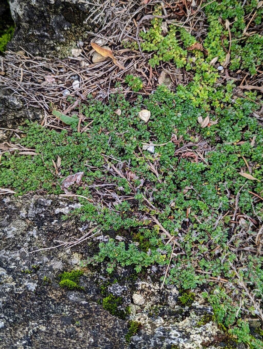 Zottiger Thymian 3