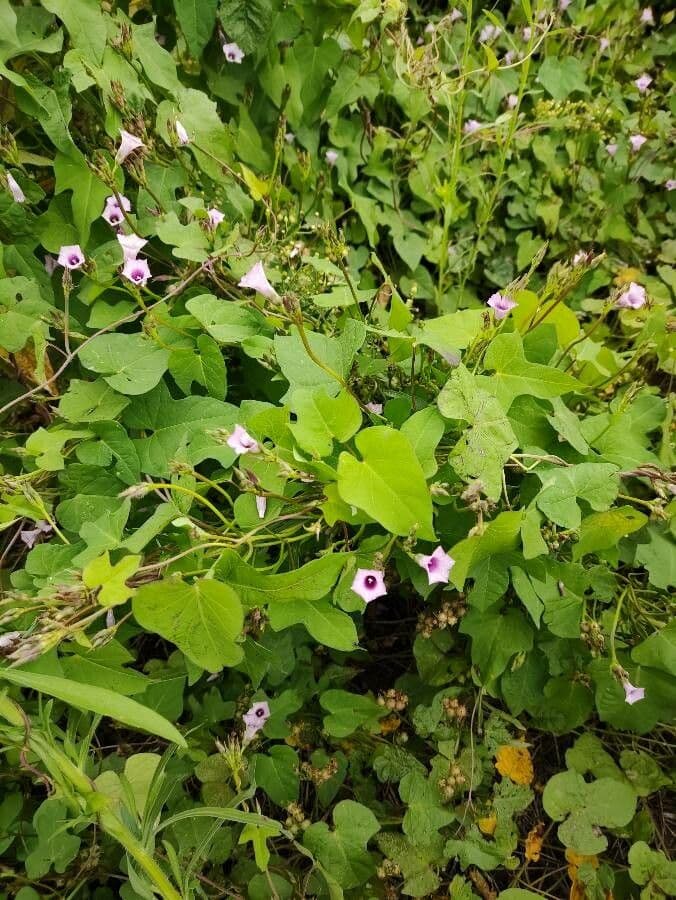 Ipomoea grandifolia 10