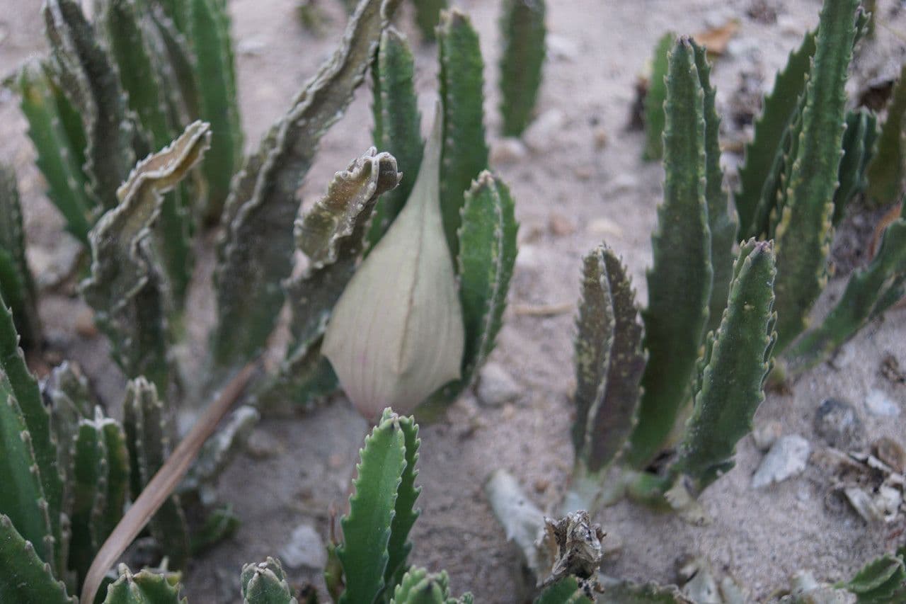 Stapelia 10