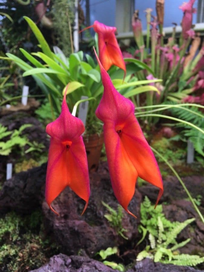 Masdevallia 5