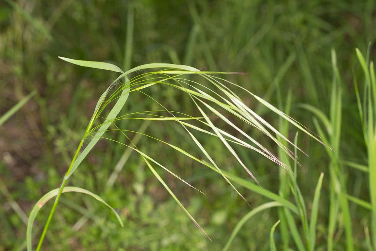 Taube Trespe 9