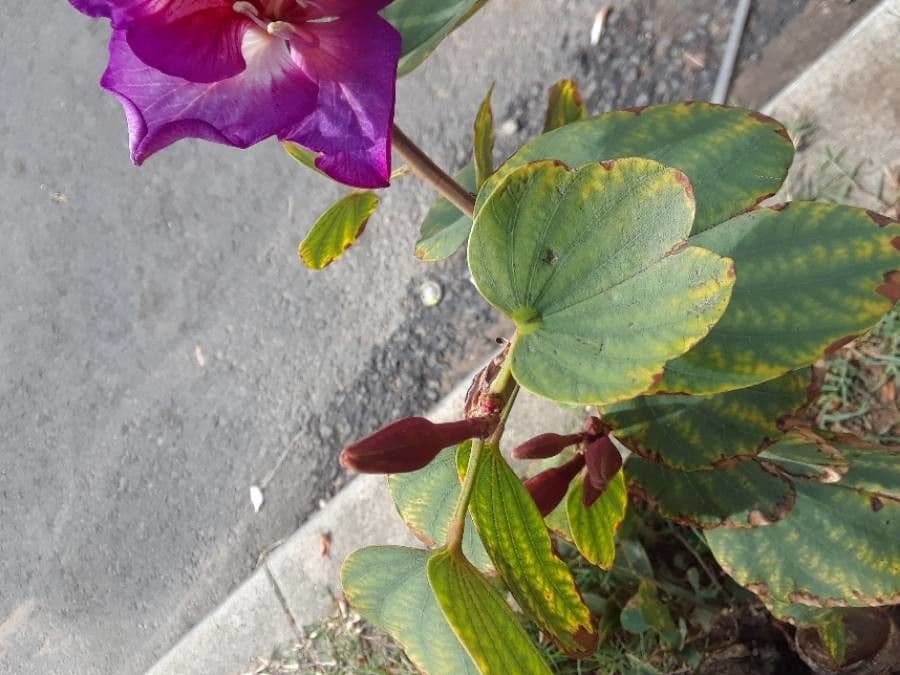 Bauhinia variegata 18