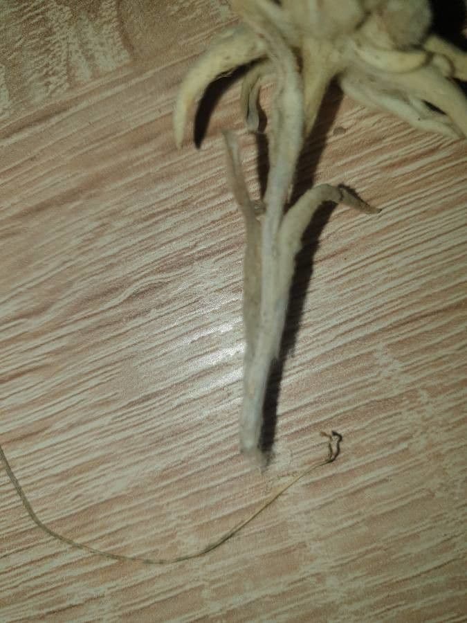 Plesnivec alpský 21