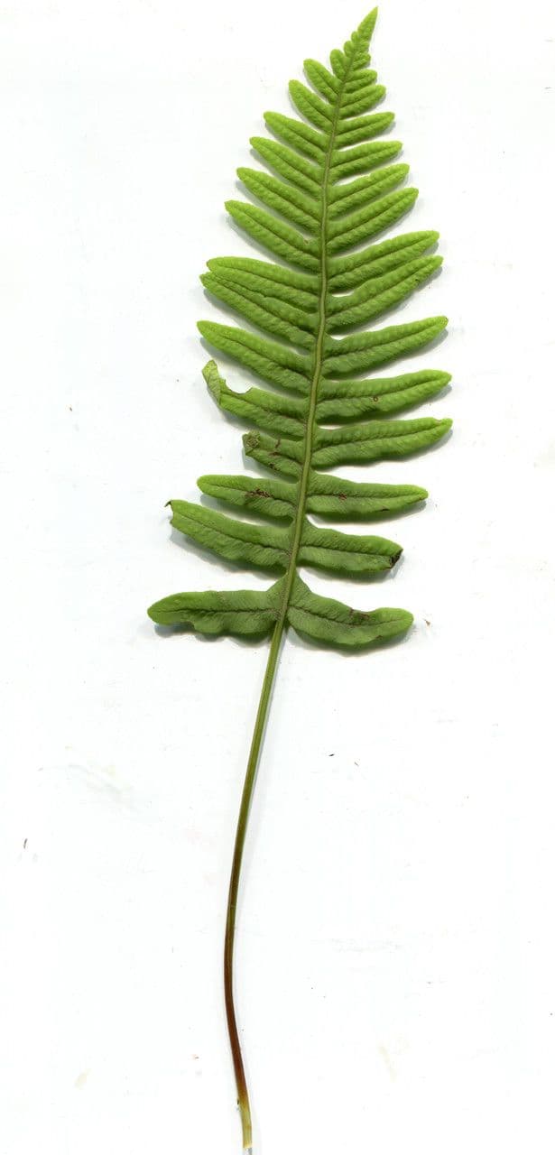 Polypode intermédiaire 19