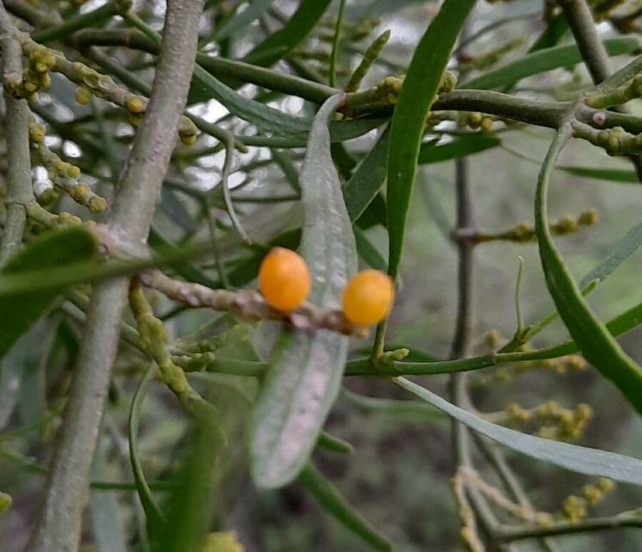 Phoradendron 3