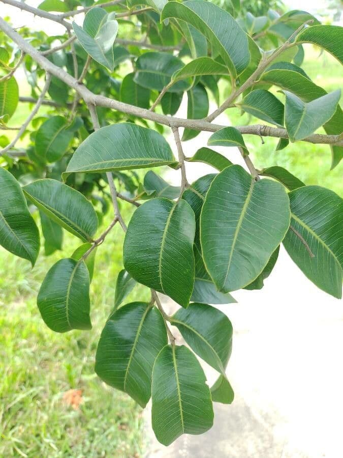 Cariniana rubra 7