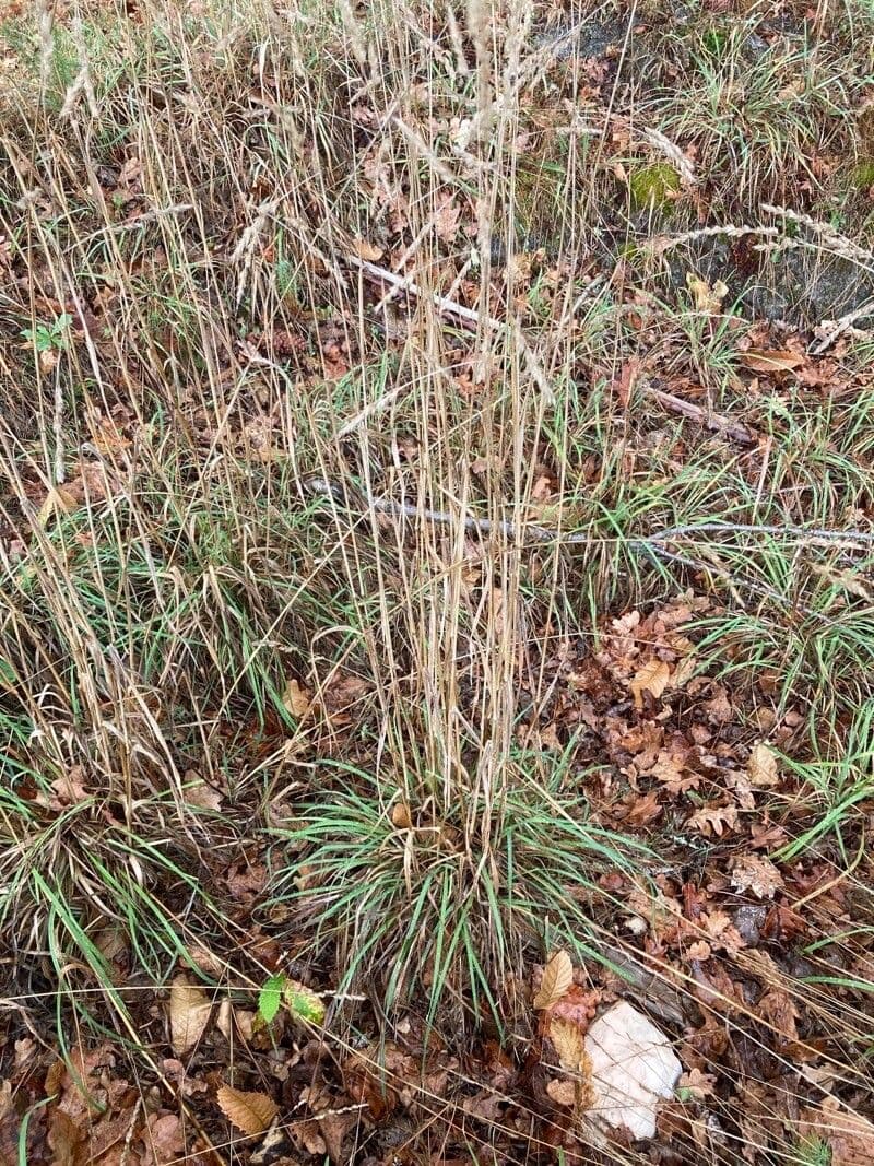 Agrostis exarata 6