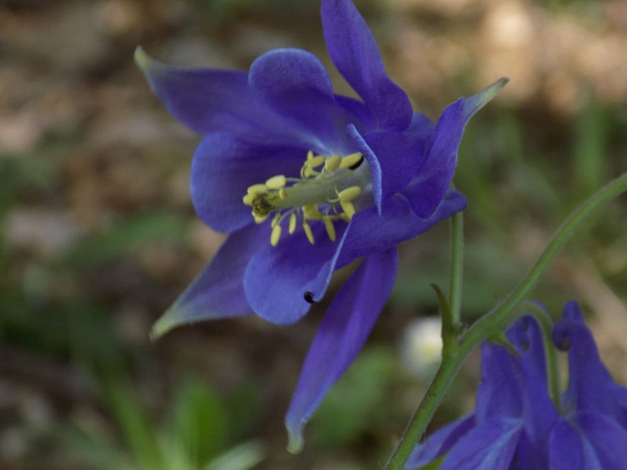 Aquilegia comune 9