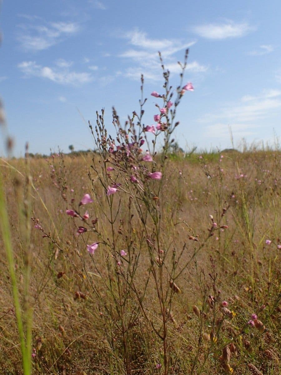 Micrargeria filiforme 11
