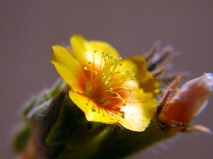 Mentzelia Veatcha 5