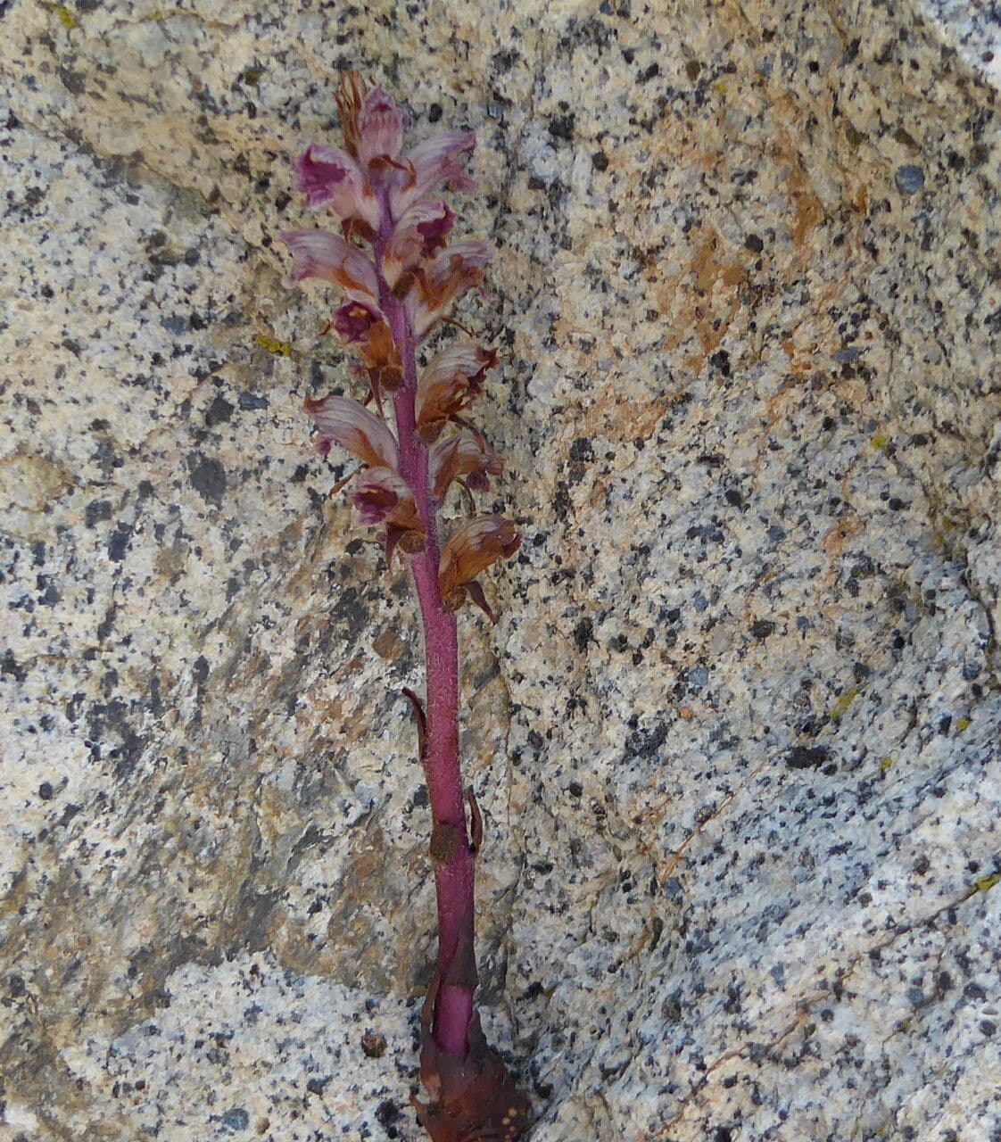Succiamele gracile 23