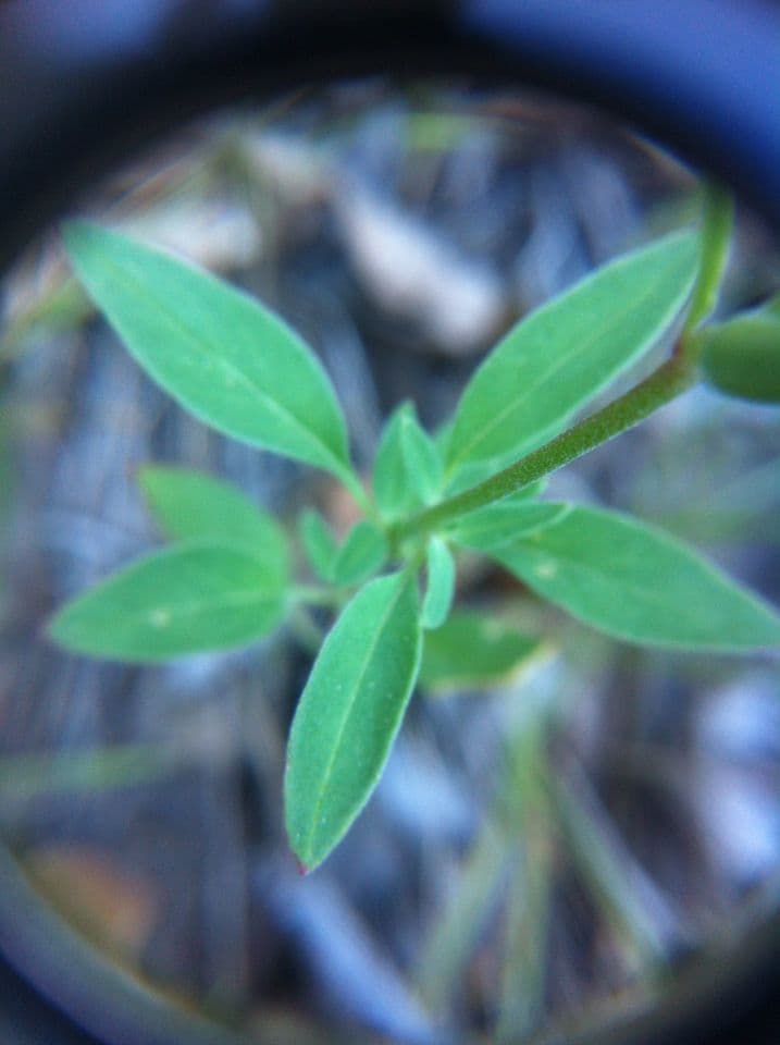 Clarkia romboidale 16