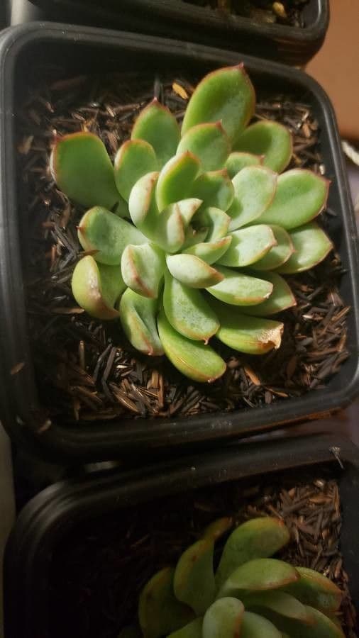 Echeveria 9