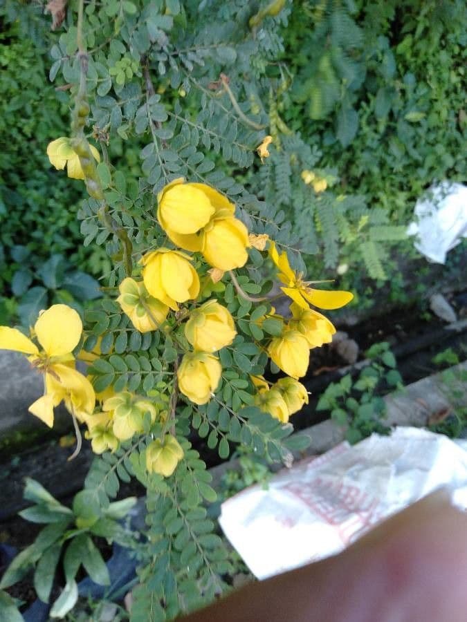 Senna blada 2