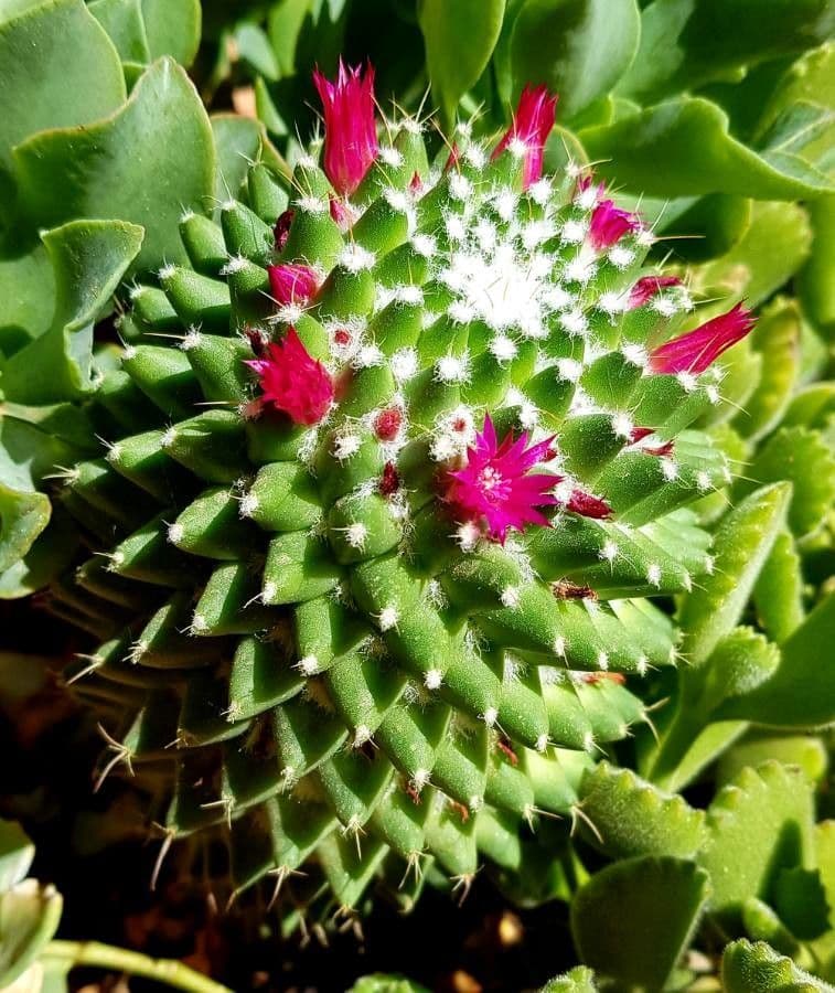 Mammillaria 14
