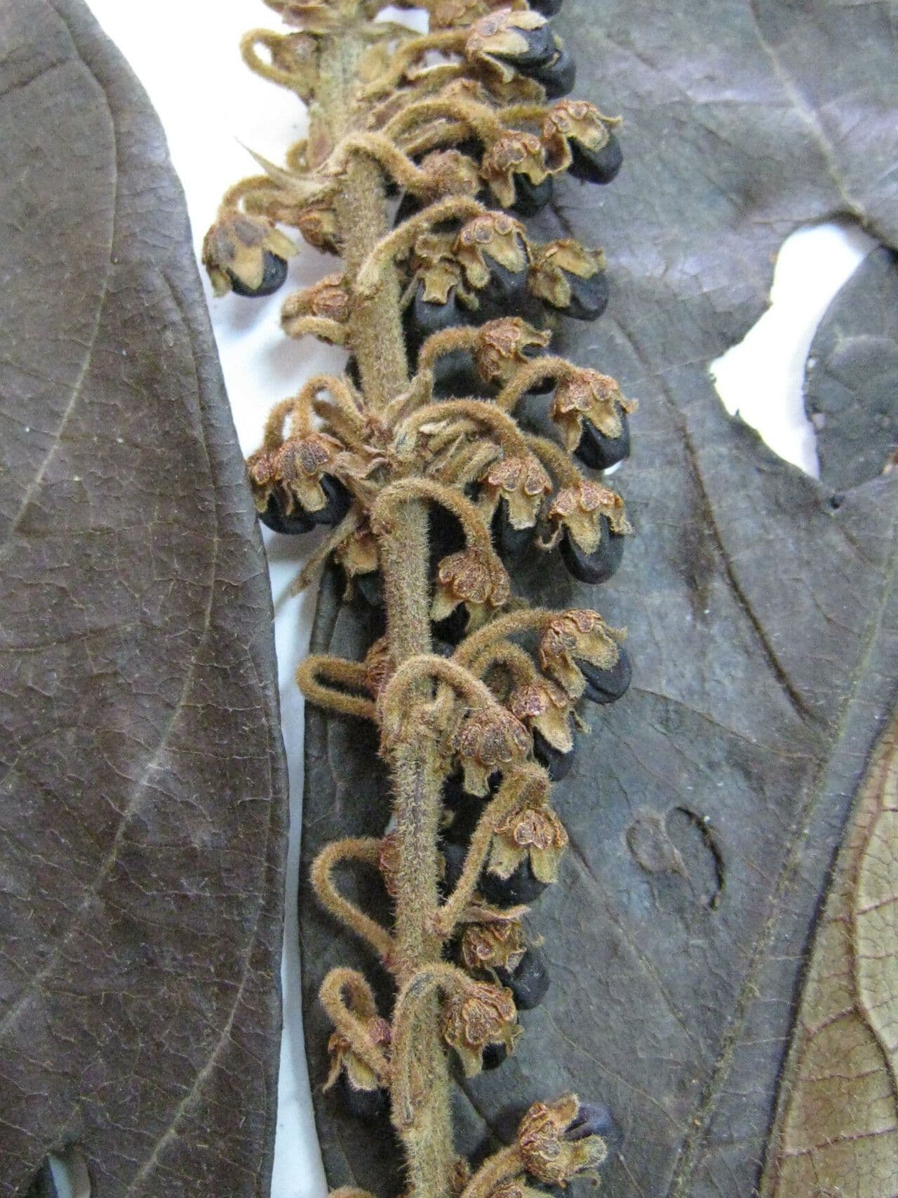 Byrsonima 2