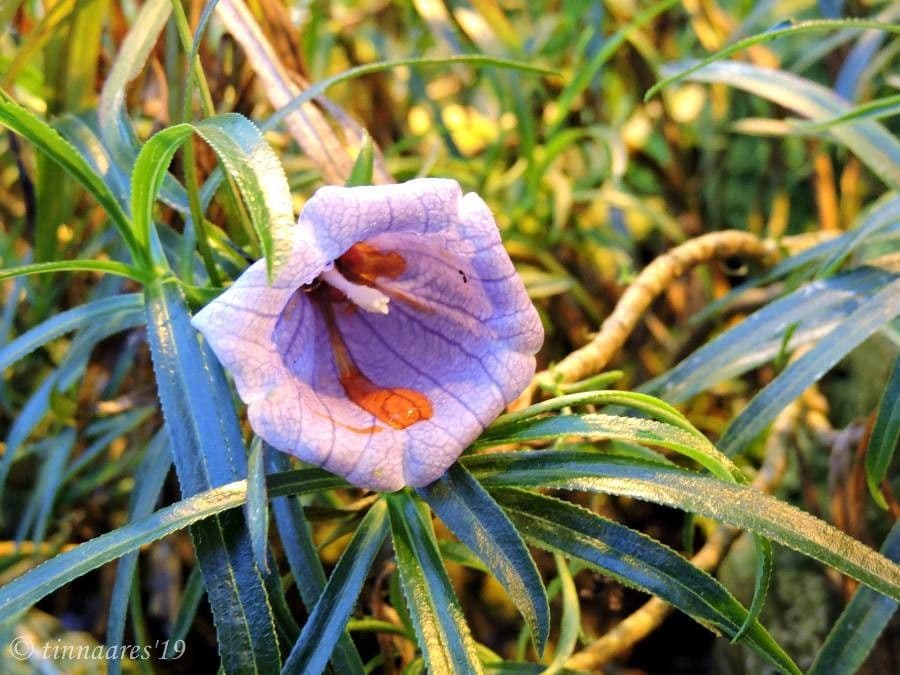 Campanula di Mauritius 5