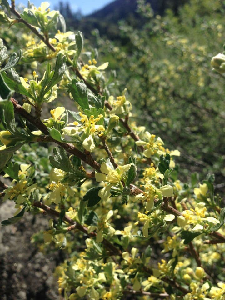 Purshia tridentata 12