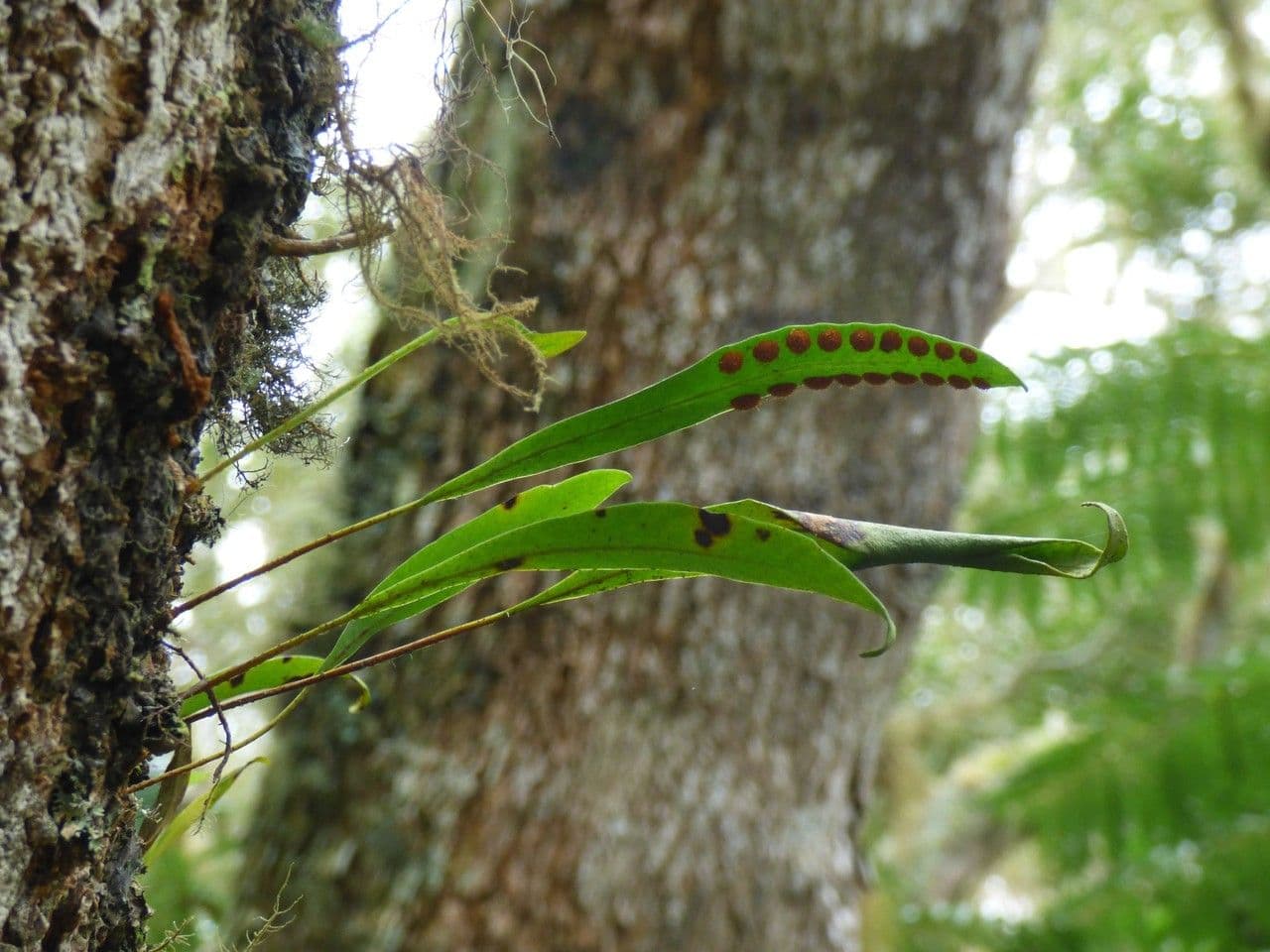 Lepisorus 14