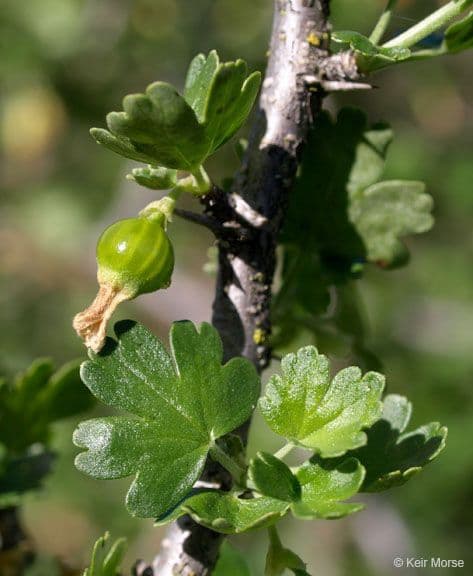Eichbeere 11