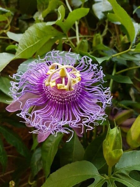 Passiflora 3