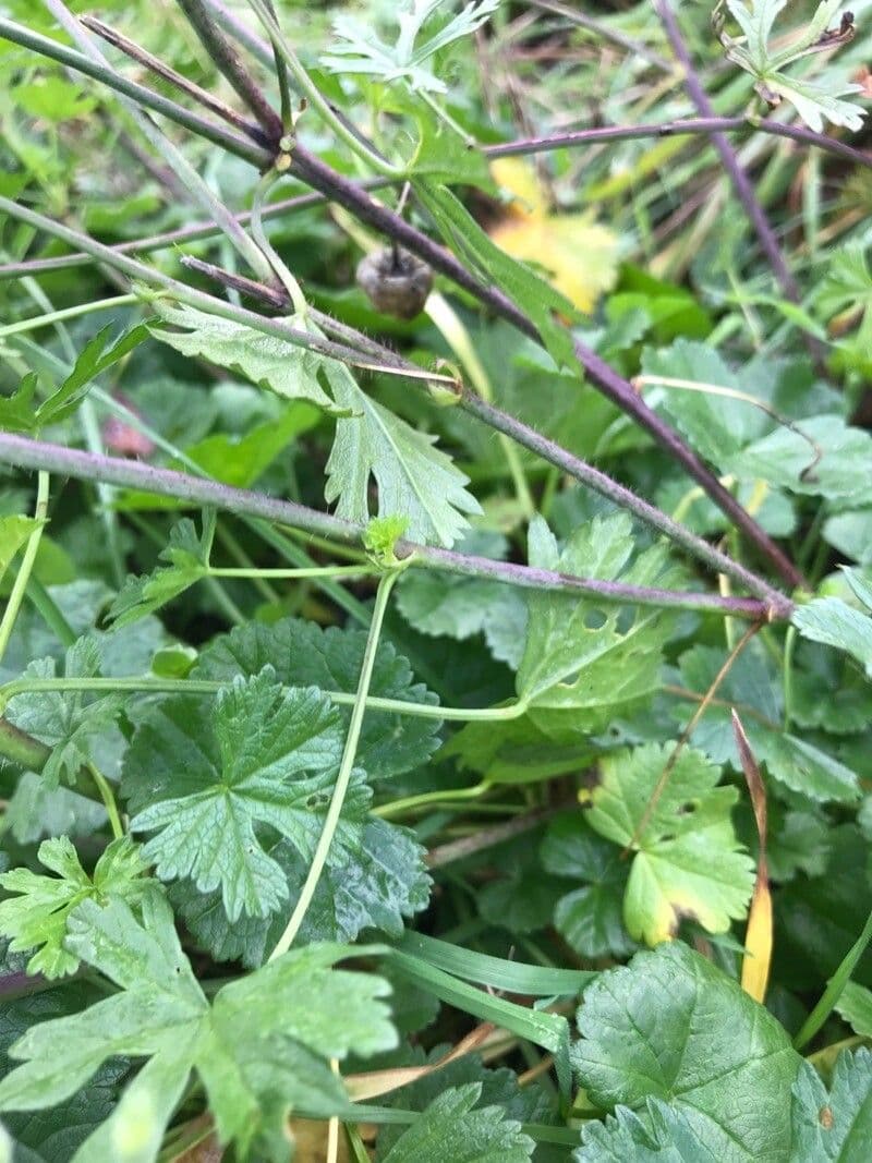 Malva moscata 25