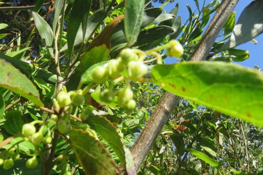 Aristotelia chilensis 7