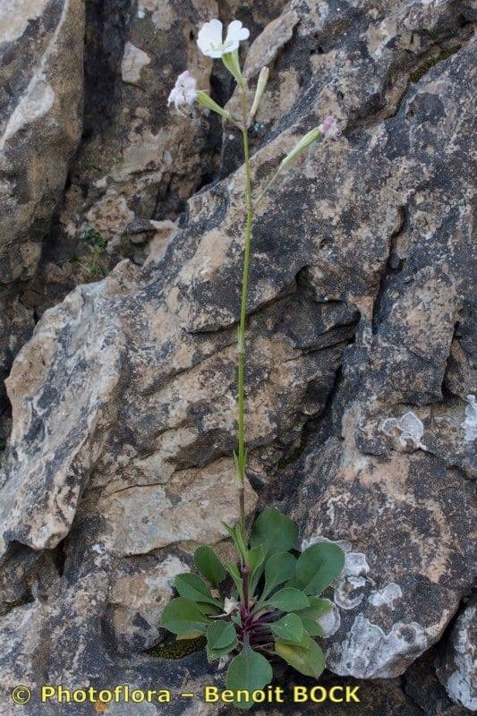 Silene longicilia 3