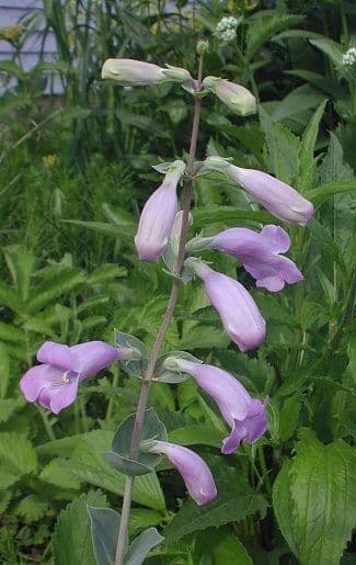 Penstemon grande 10