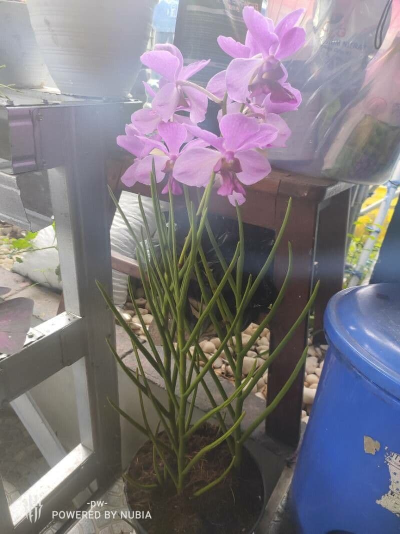 Papilionanthe 10
