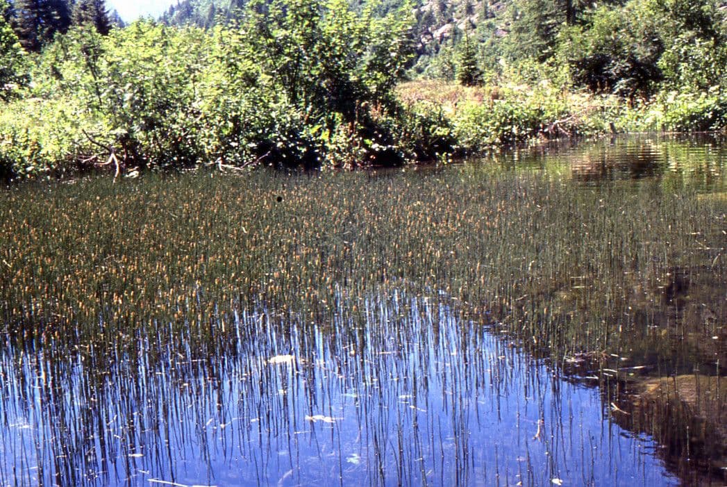Equiseto fluviatile 11