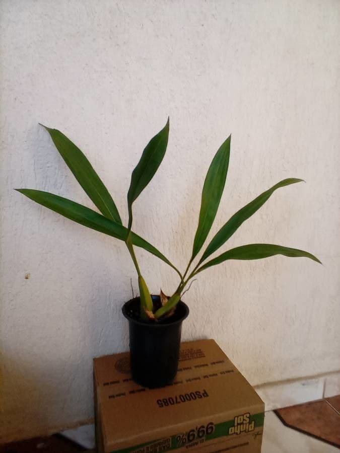 Coelogyne flaccida 9