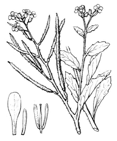 Malcolmia africana 21