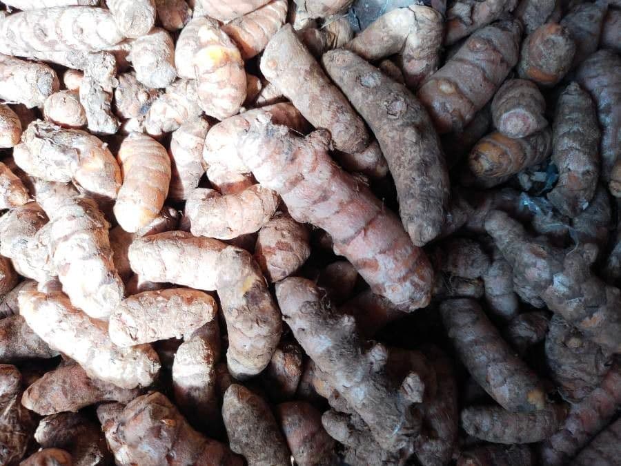 Curcuma 25